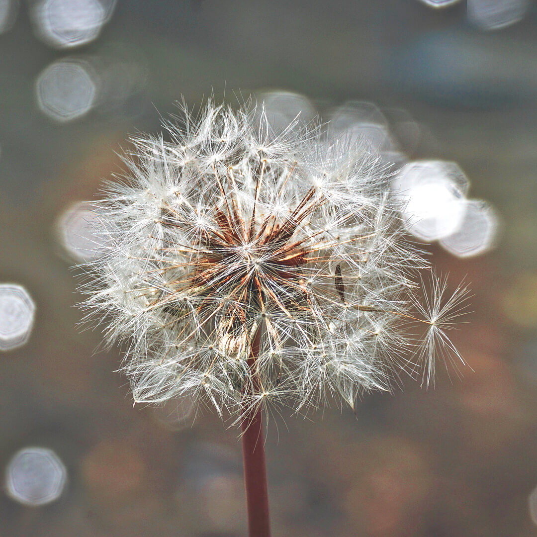 dandelion puff