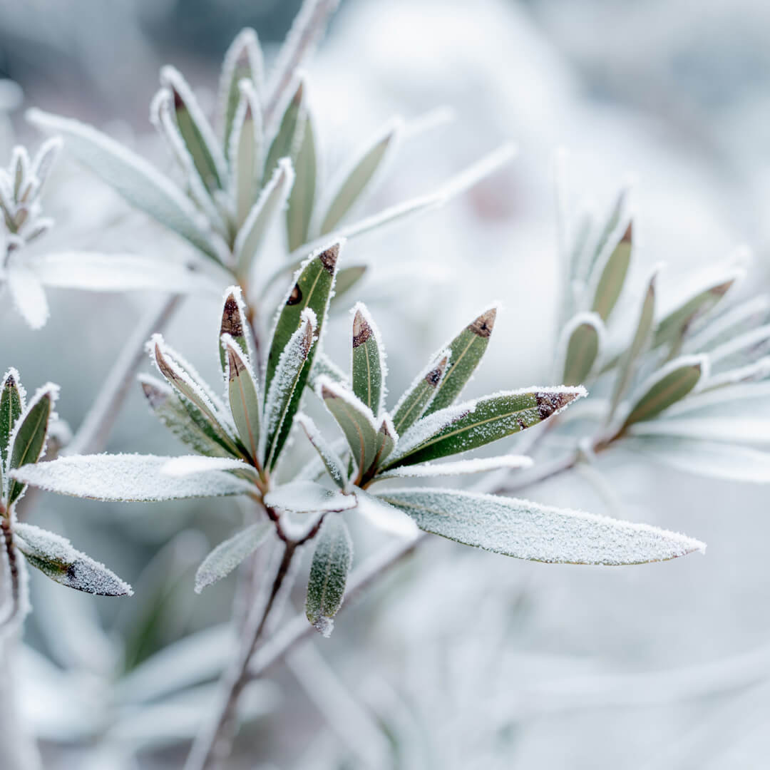 frosted cover leaves