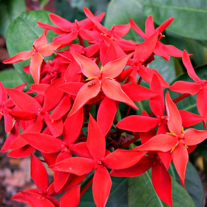 Ixora flowers
