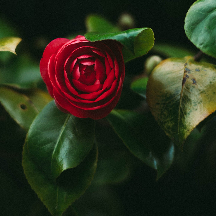 Rose bud