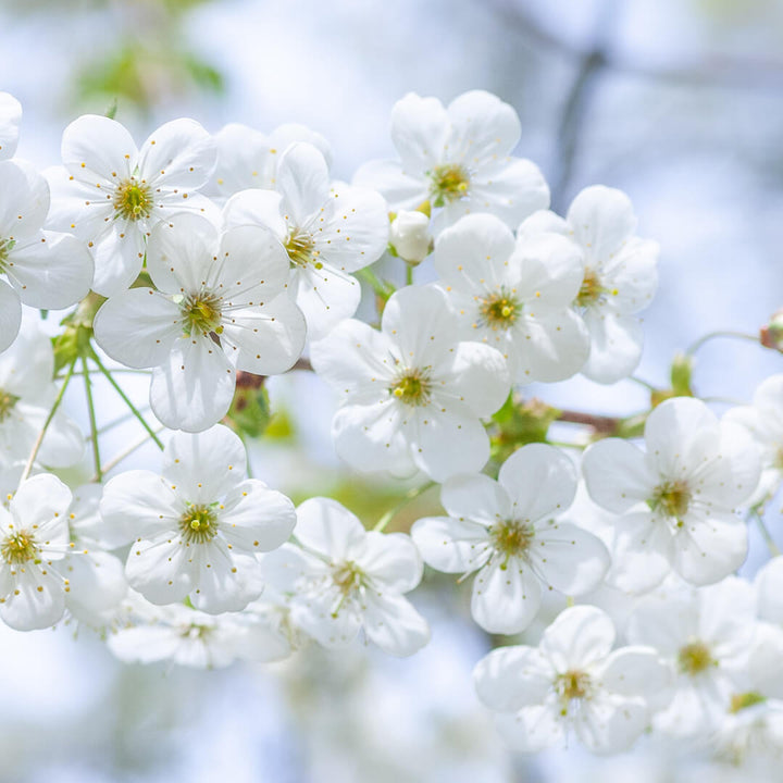 white wildflowers