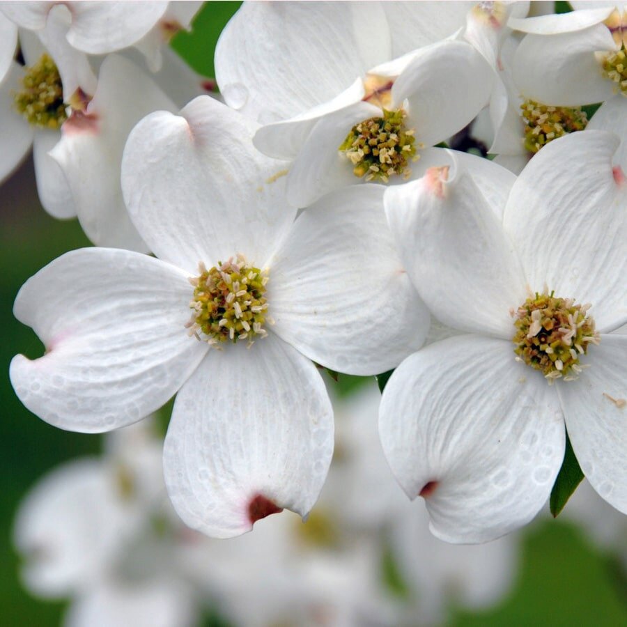 Dogwood flowers